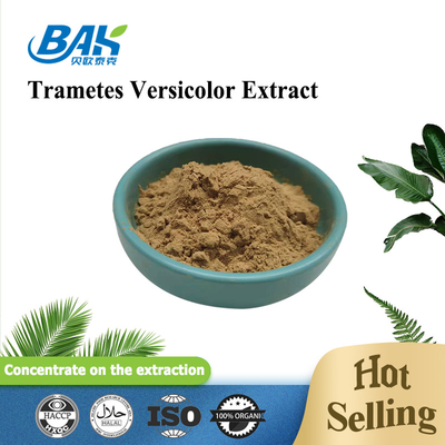 10% - 50% Trametes Versicolor Extract Powder মাশরুম এক্সট্রাক্ট সাপ্লিমেন্ট