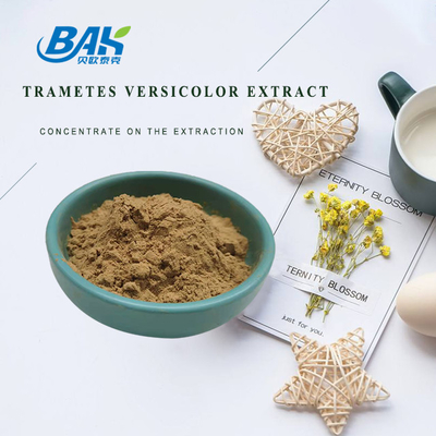 10% - 50% Trametes Versicolor Extract Powder মাশরুম এক্সট্রাক্ট সাপ্লিমেন্ট