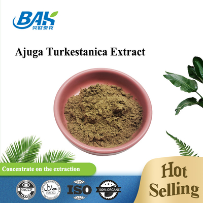 অর্গানিক ফ্যাক্টরি বিক্রি করছে Ajuga Turkestanica Extract 2%-20% পাউডার