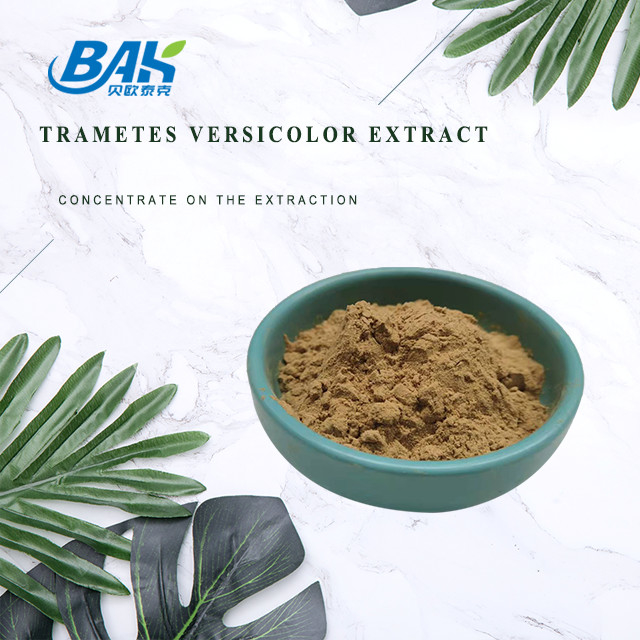 10% - 50% Trametes Versicolor Extract Powder মাশরুম এক্সট্রাক্ট সাপ্লিমেন্ট